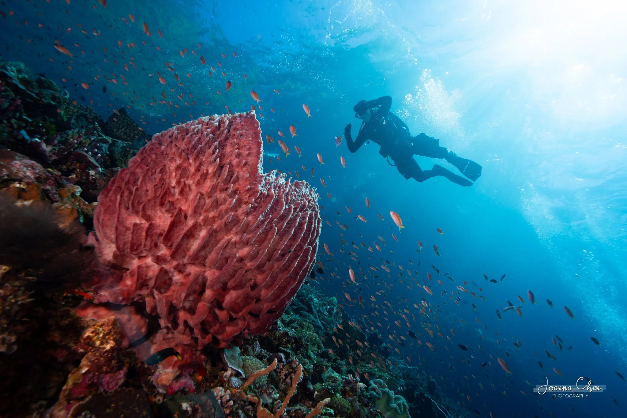 Diver with barrel sponge