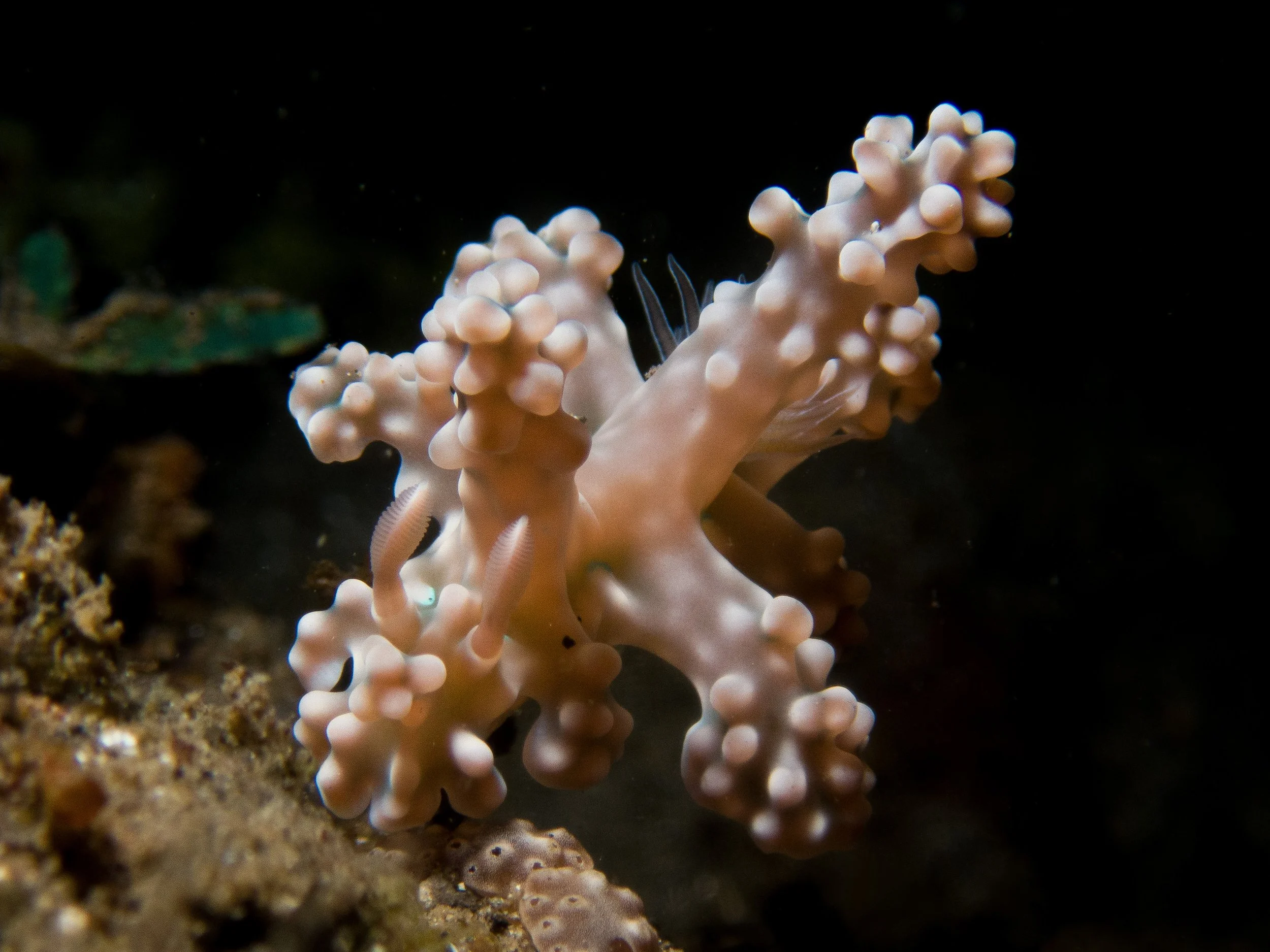 Nudibranch