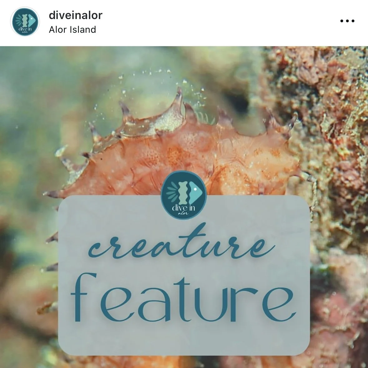 Seahorse indonesia alor