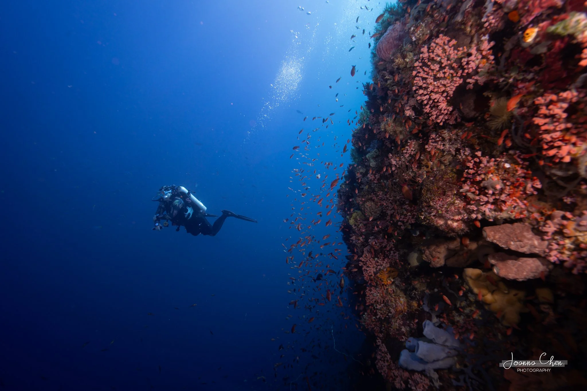 Diver close to coral steep wall