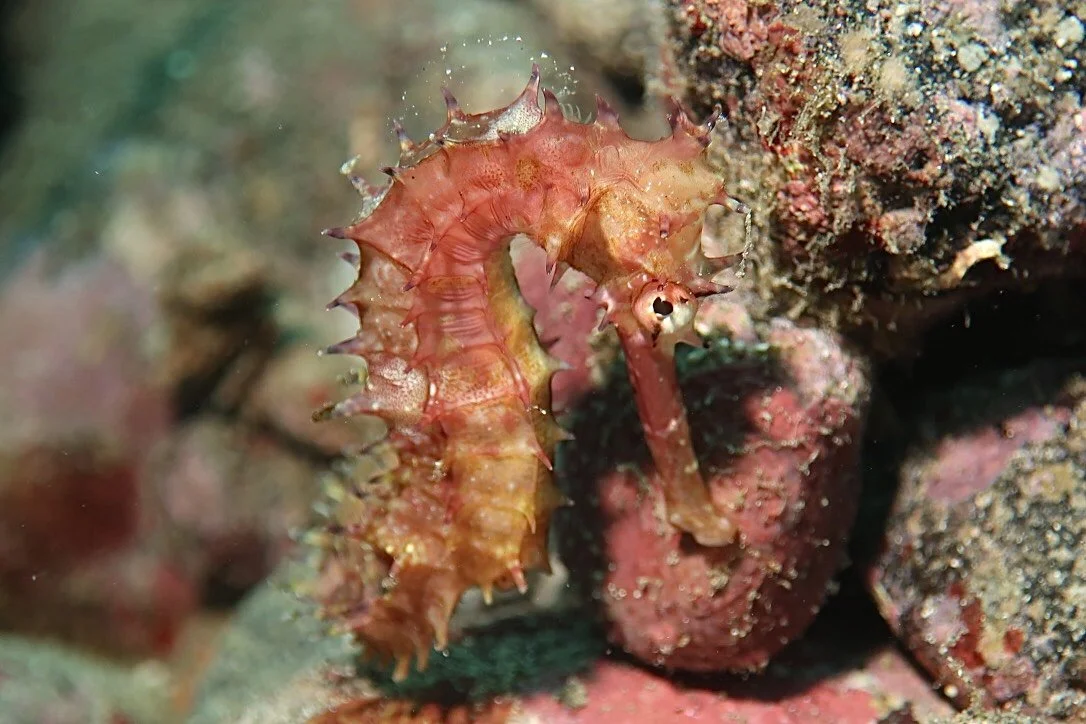 A close-up of a pinkish-orange seahorse on coral underwater.