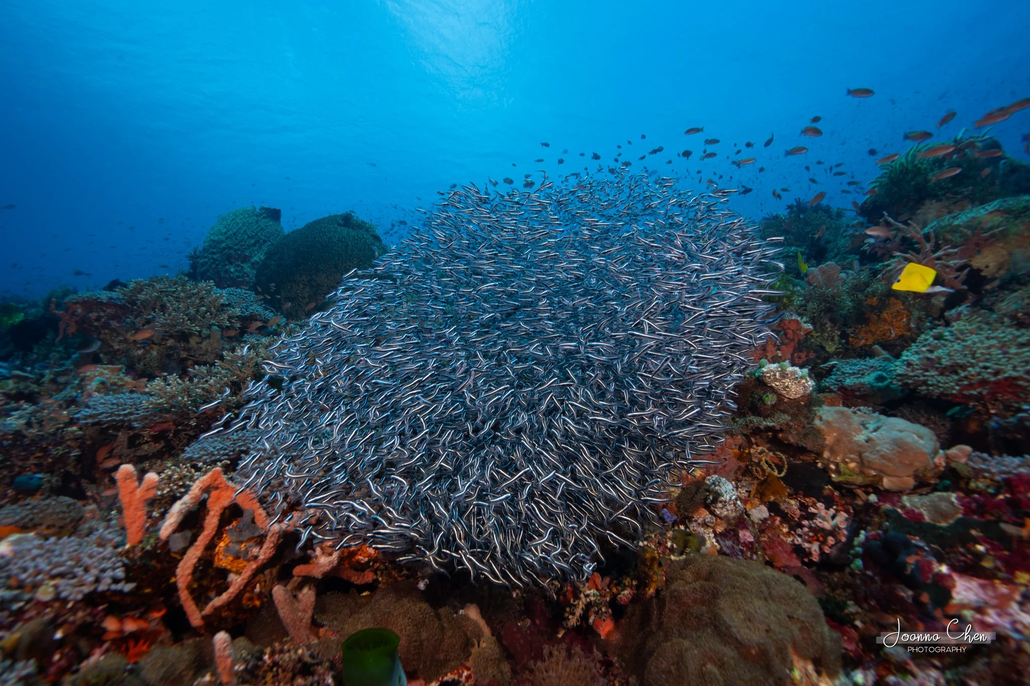 Schooling Fish