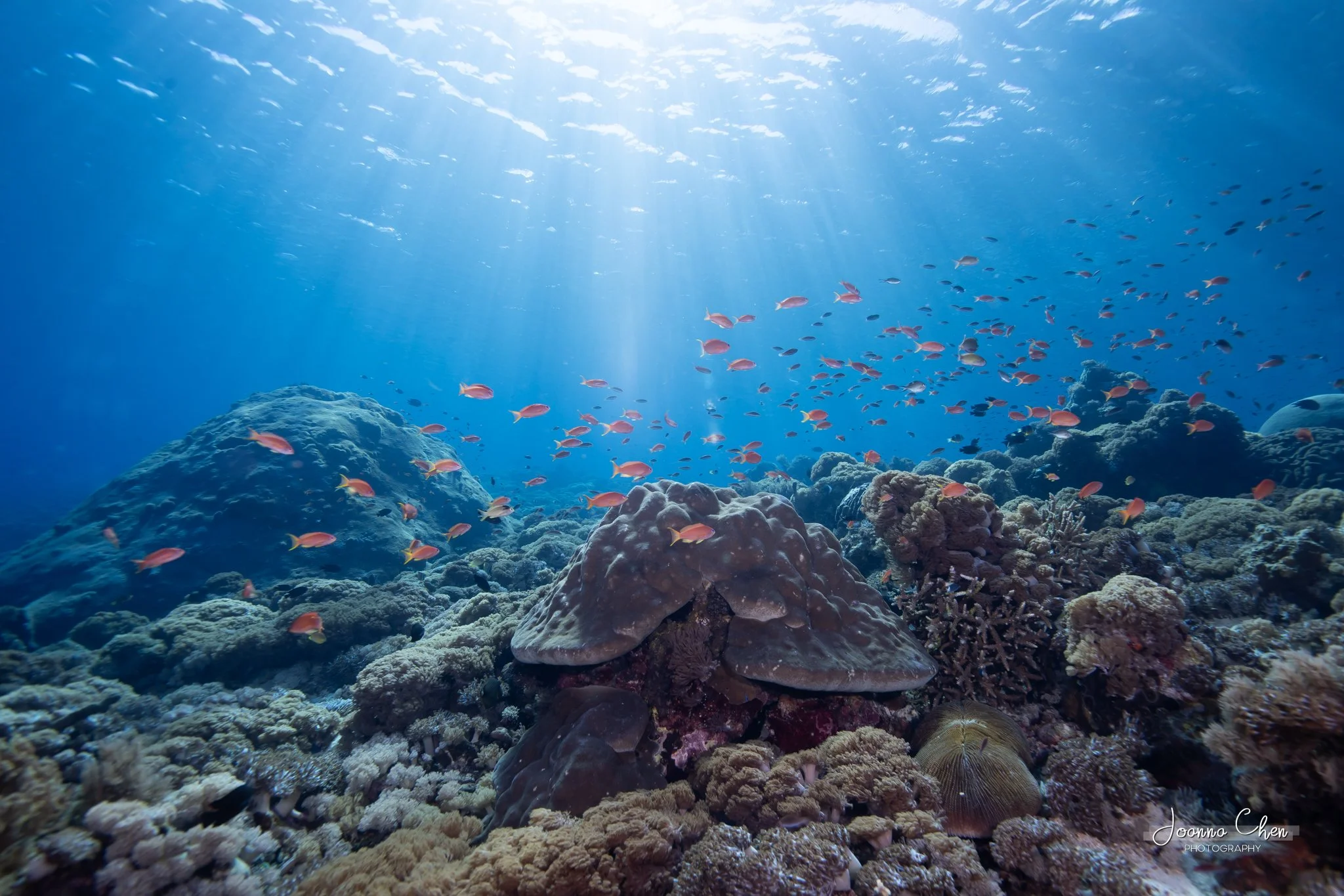 Sunlight over coral boulders and anthias