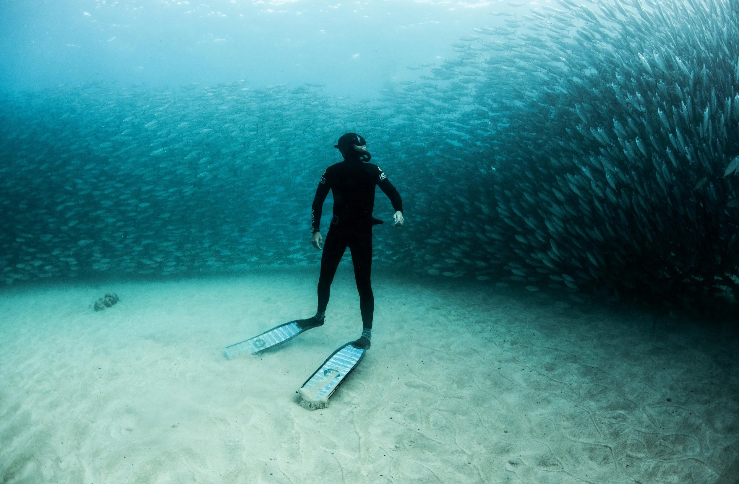 riley in bait ball hawaii by amber jones.jpg