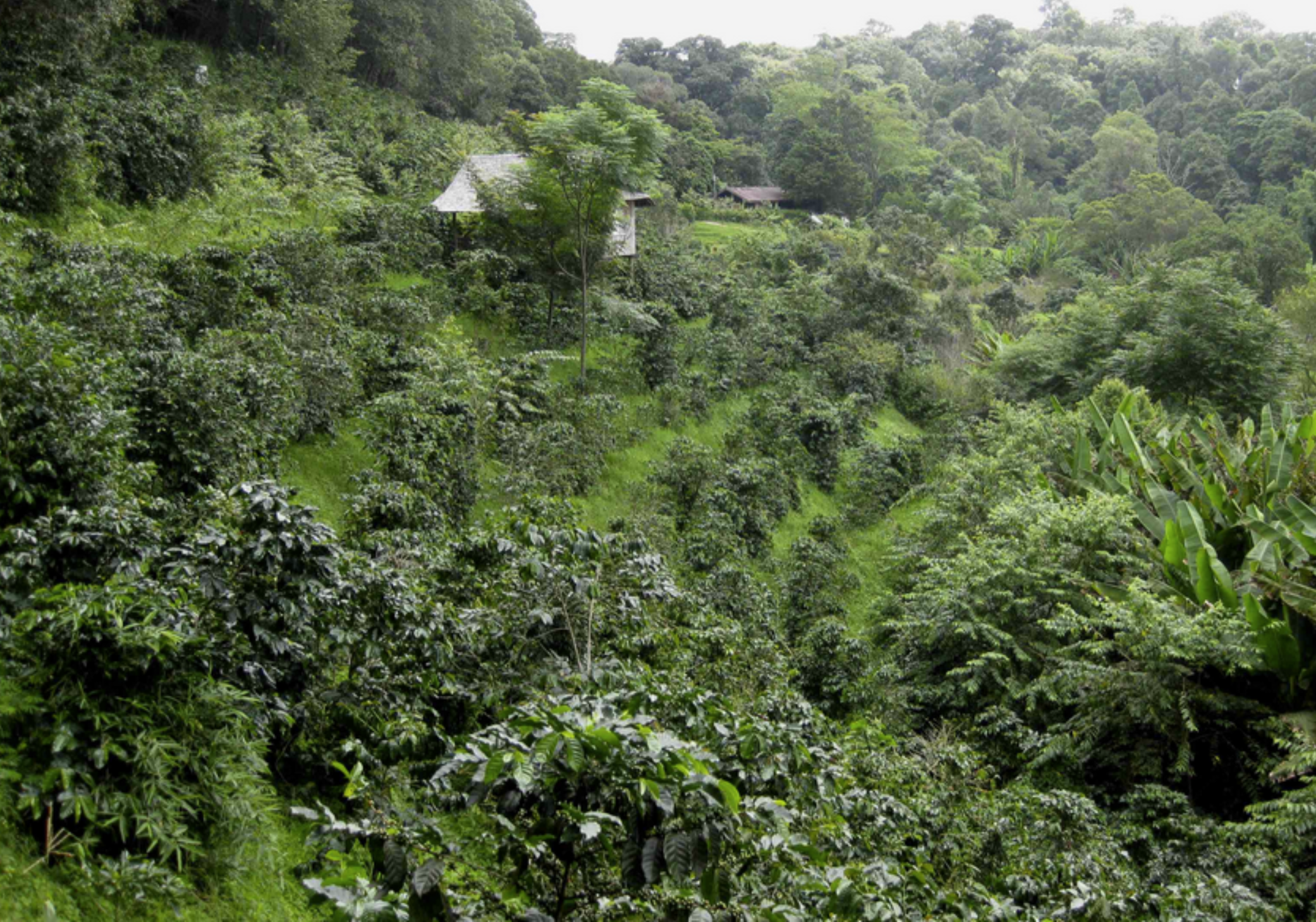 Lush green Thai hillside with a coffee farm, house and dense vegetation.