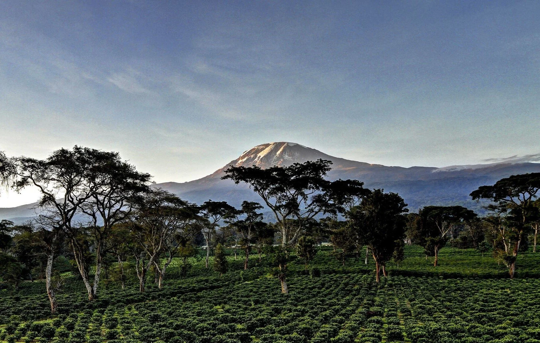A scenic view of Mount Kilimanjaro, with its broad base and a dome-shaped summit, surrounded by a forest and a field of coffee trees, under a clear sky.