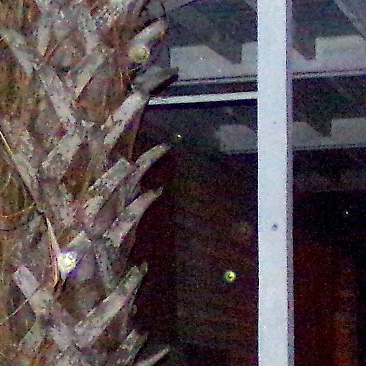 100_0032 copy 11.JPG