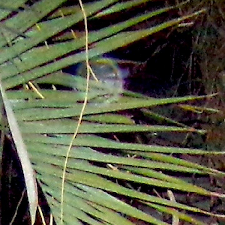 100_0032 copy 13.JPG