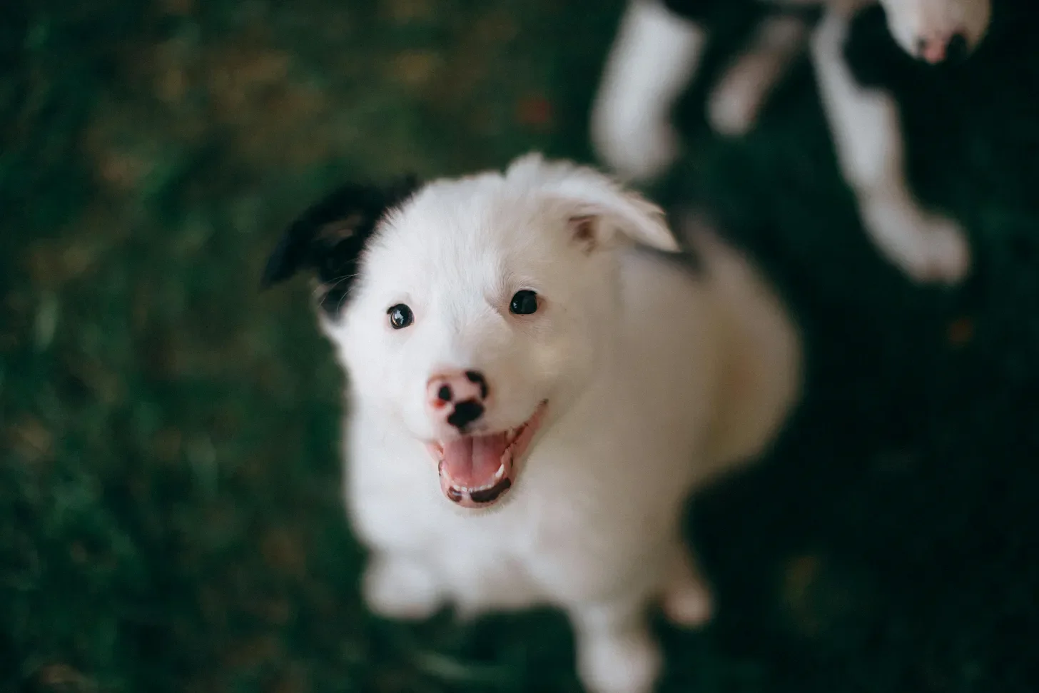 The Dog-Friendly Guide to San Francisco
