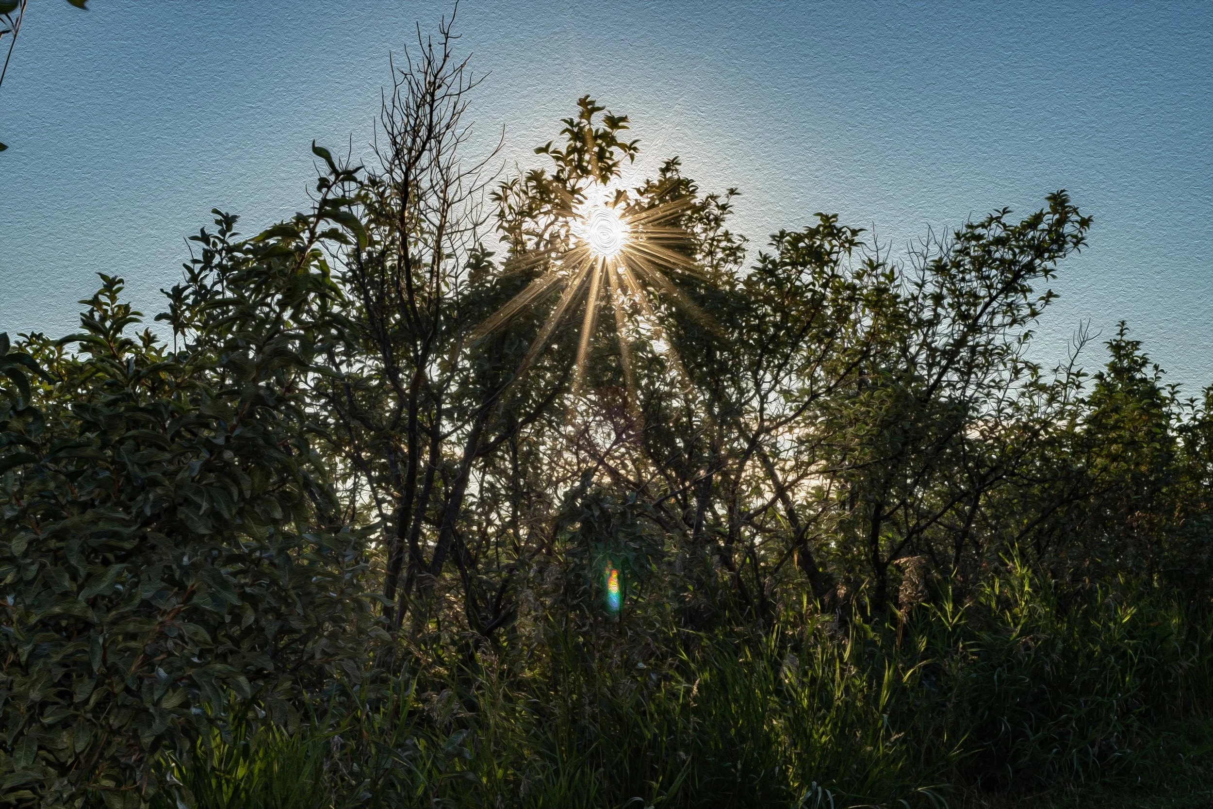 moody sun flare through trees creating cinematic atmosphere – fine art photography background