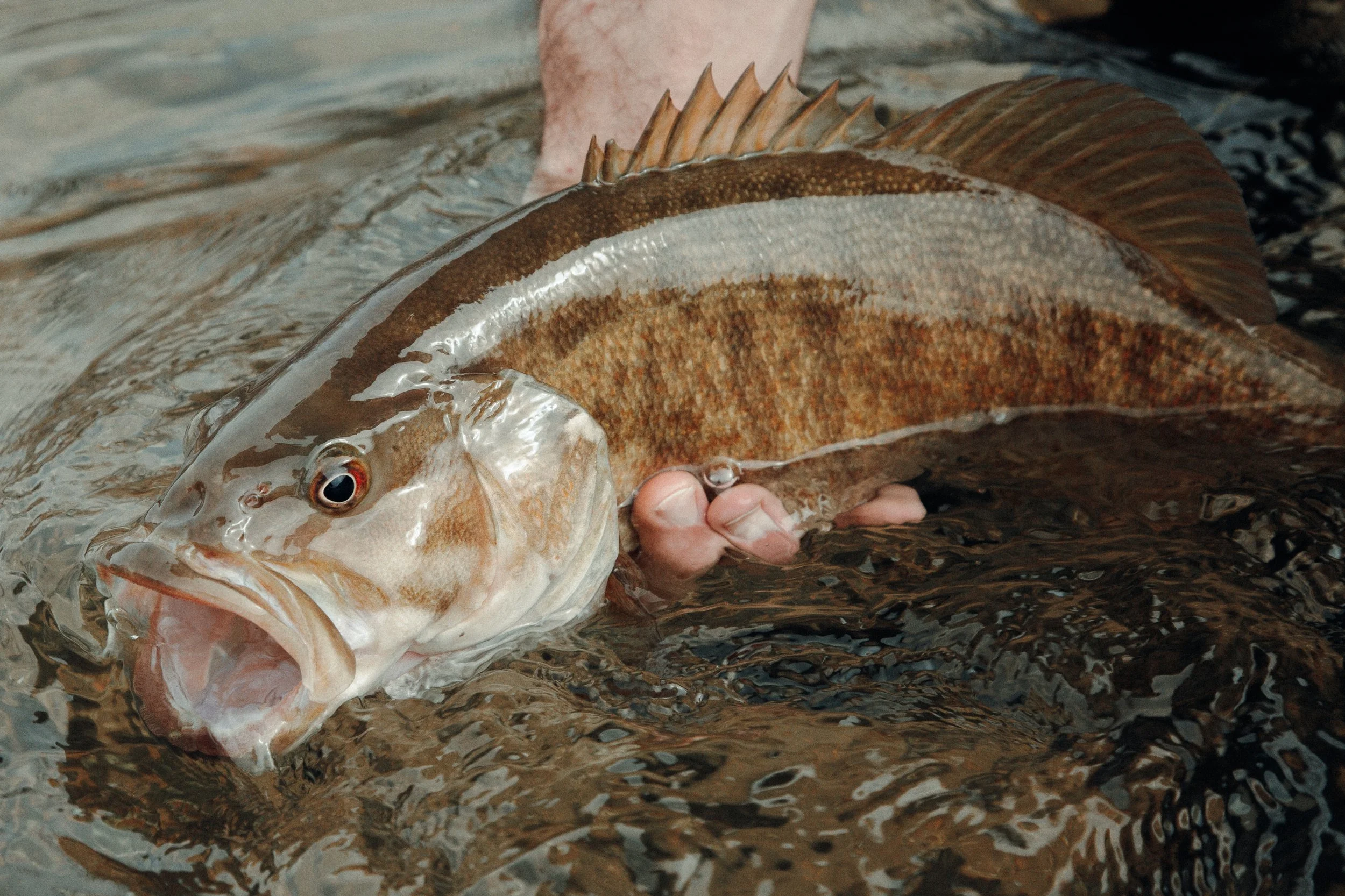 Ozark Smallmouth Bass.jpg