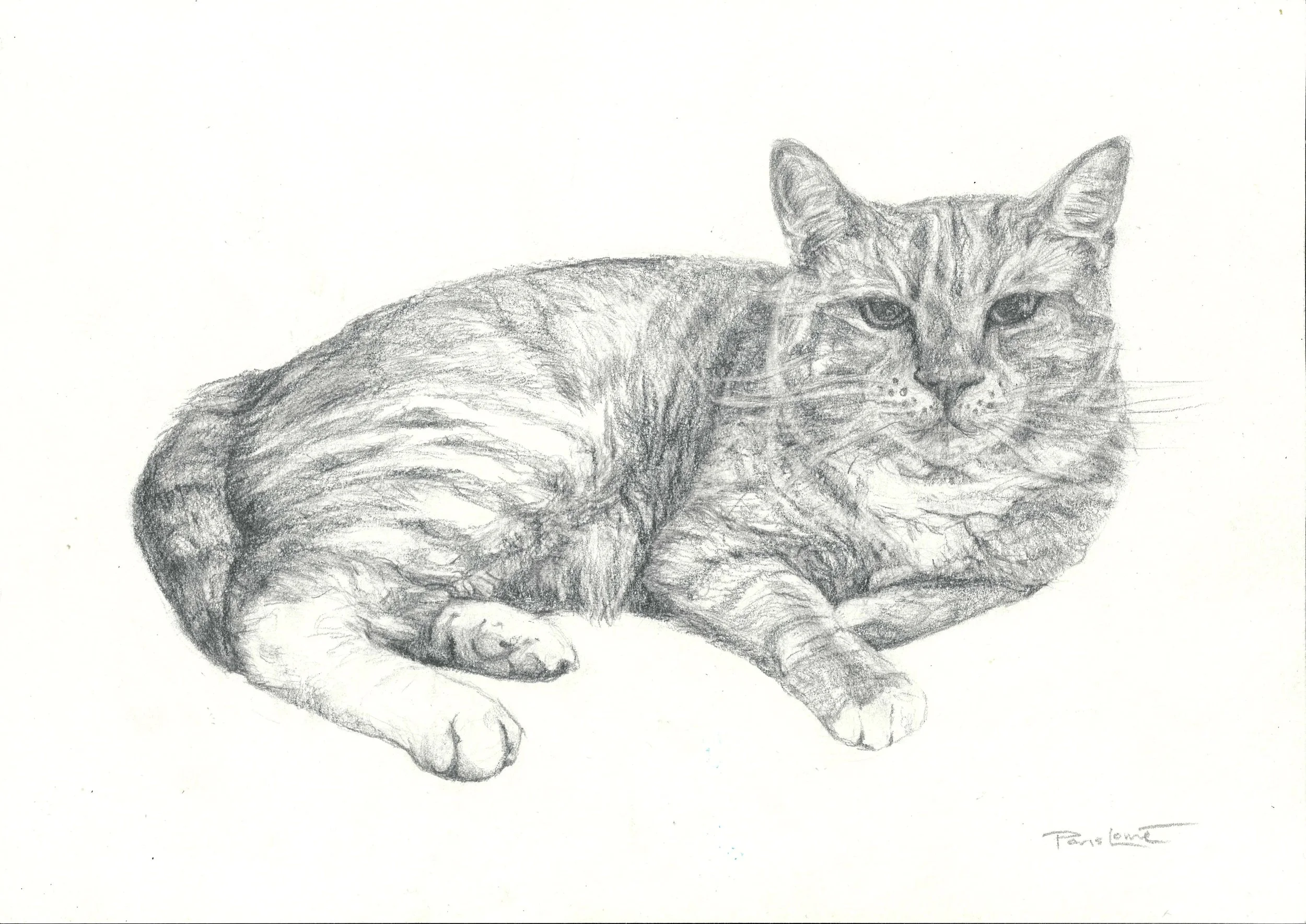 Lead pencil portrait of the gorgeous Alfie