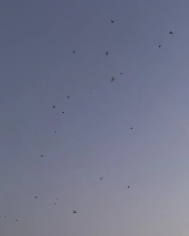 everything is beautiful