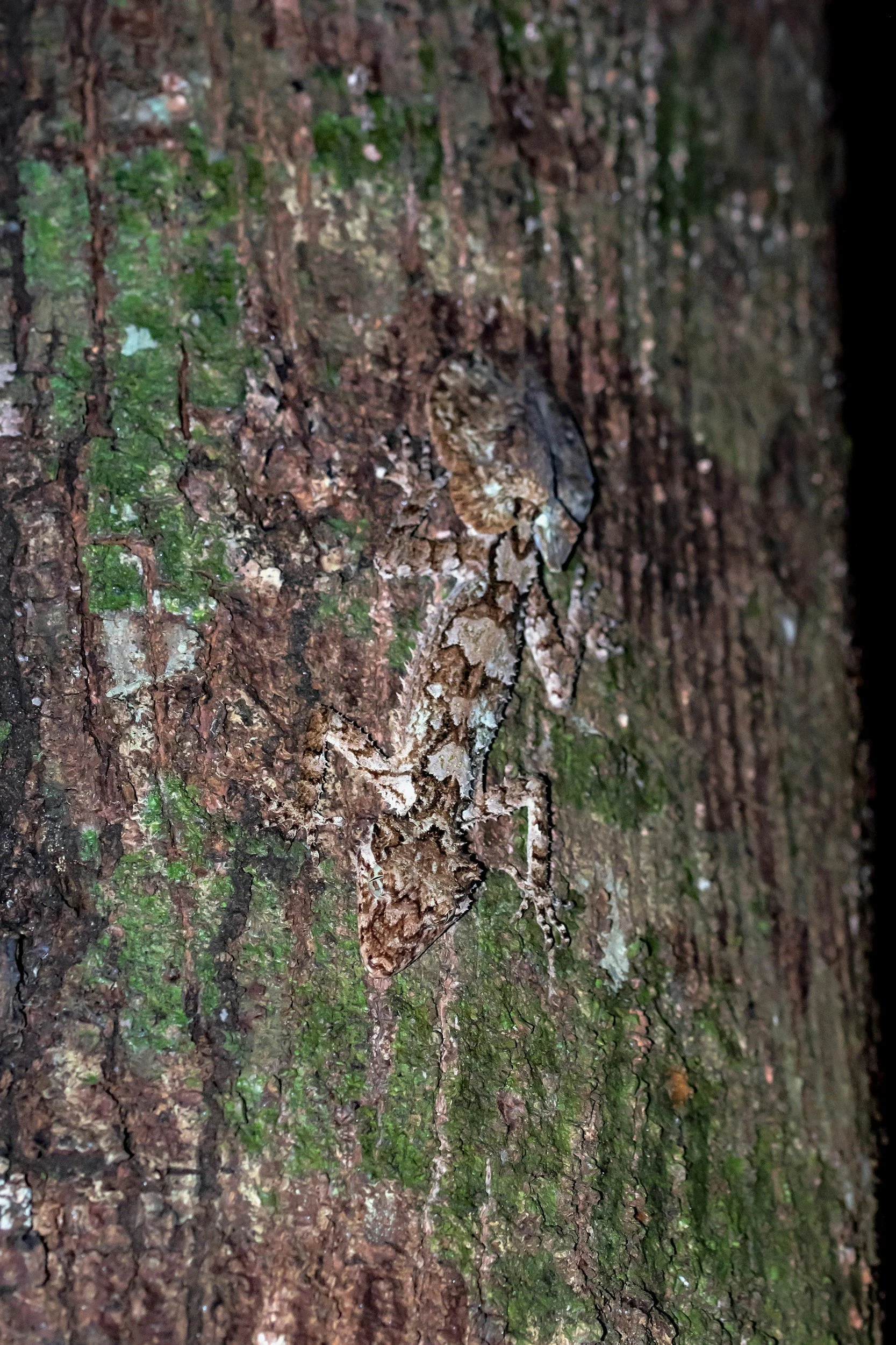 Aggressive Mimicry