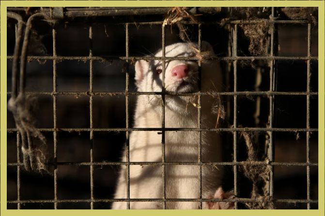 The Guardian: Ban fur farming or risk a new pandemic