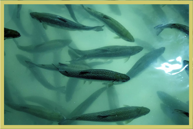 Los Angeles Times: Factory farming of fish is brewing pathogens.