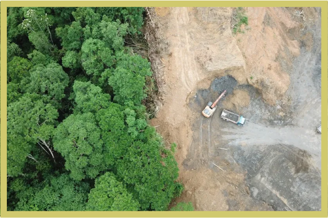 The Hill: Why stopping deforestation must be a priority for public health
