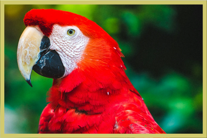 Think Global Health: A Call to End the Open-Border Policy for U.S. Wildlife Trade
