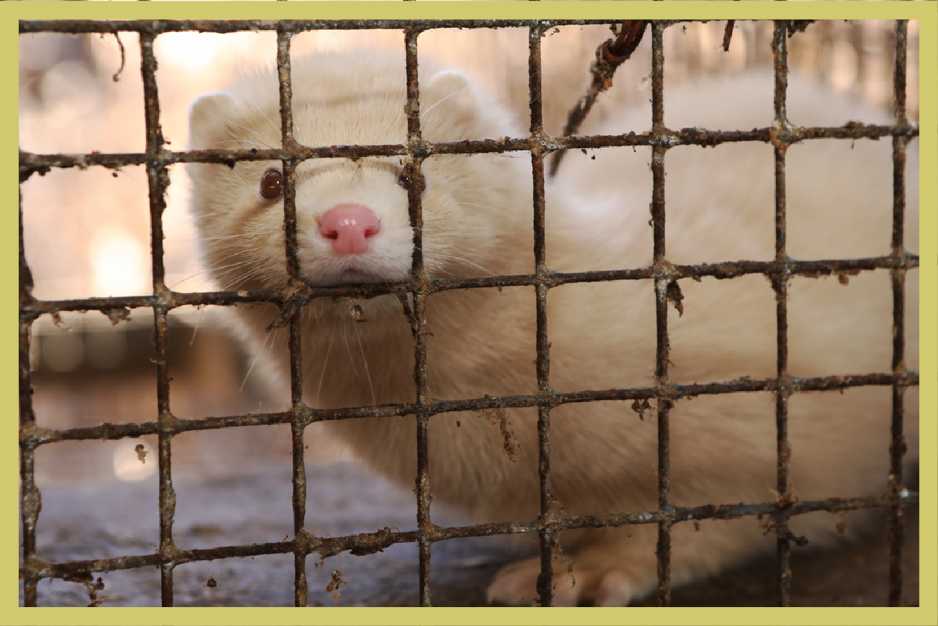 Think Global: Bird Flu on Utah Mink Farm Raises Biosecurity Questions (2026)