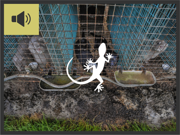 Mongabay: Measures must be taken now to prevent pandemics at the source, says epidemiologist