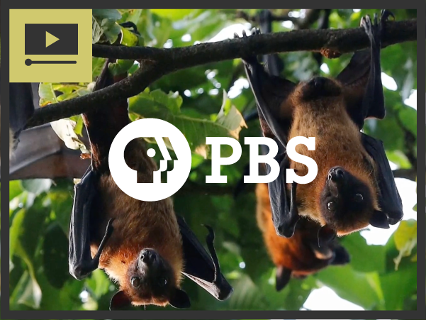 PBS: Why rising interactions between bats and humans pose major global health risks