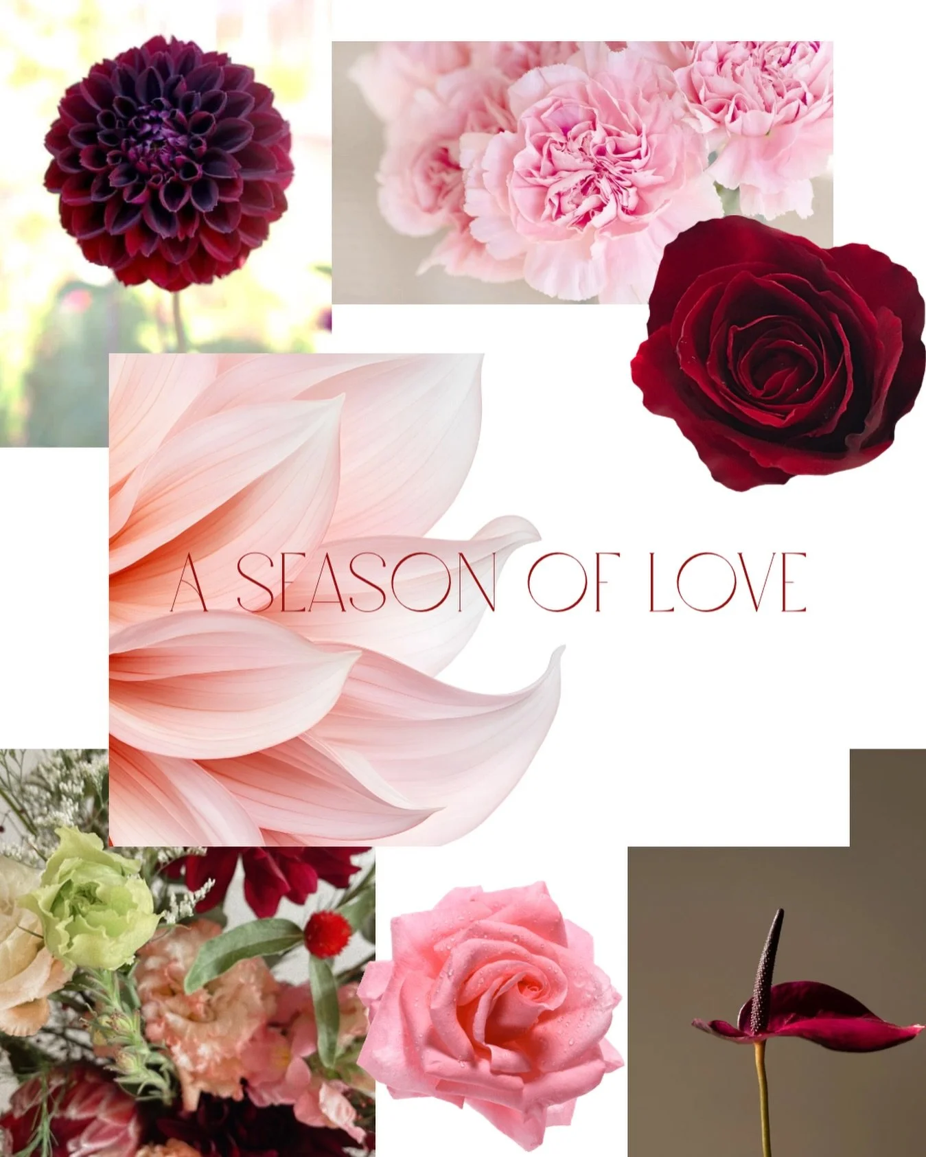 Valentine&rsquo;s Day&hellip; but slower 🤍

Introducing A Season of Love &mdash; a limited Valentine&rsquo;s flower experience featuring three floral moments delivered across three months.

One on Valentine&rsquo;s Day,
one a month later,
and one fi