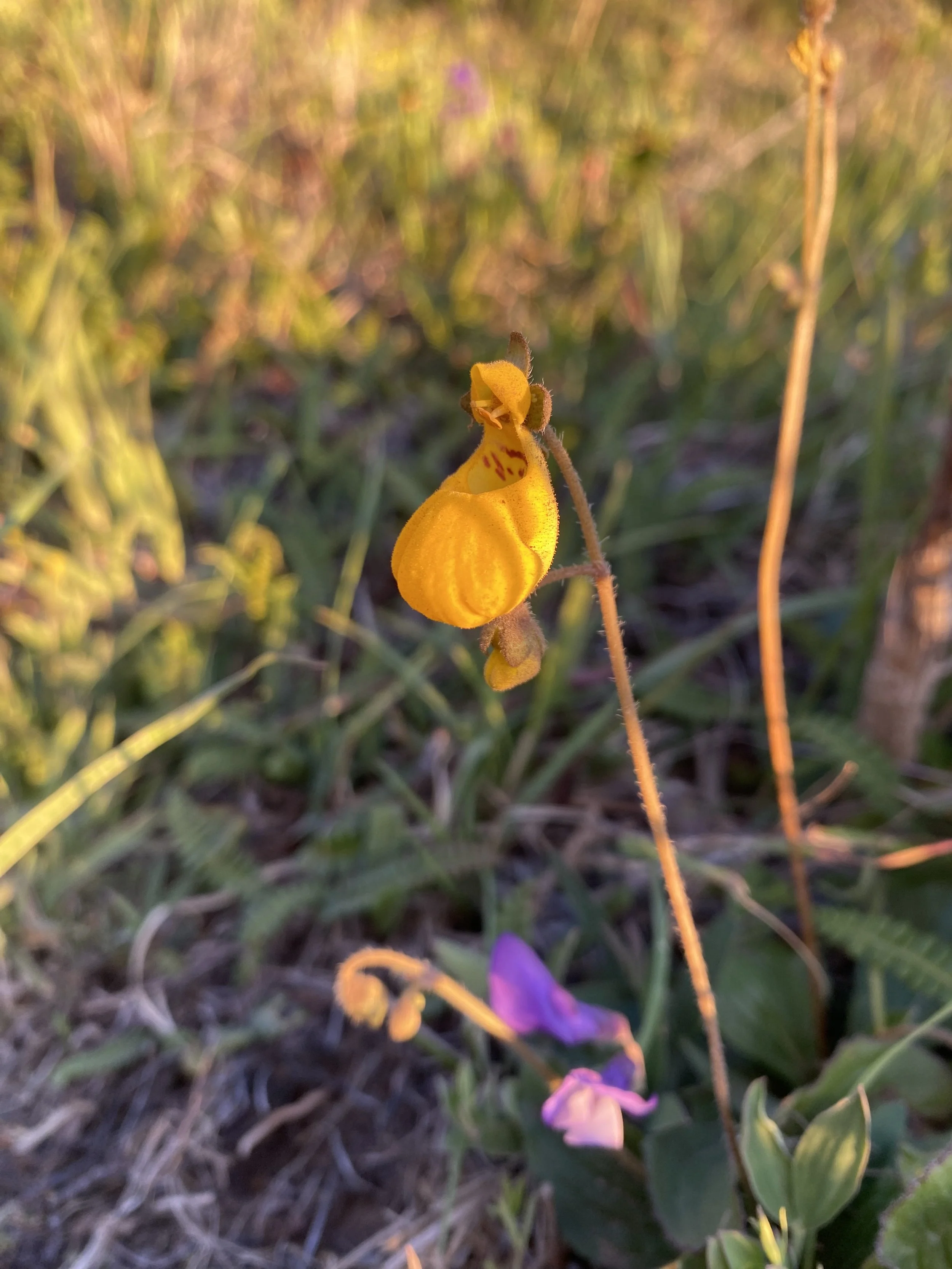 IMG_7362 2.jpeg