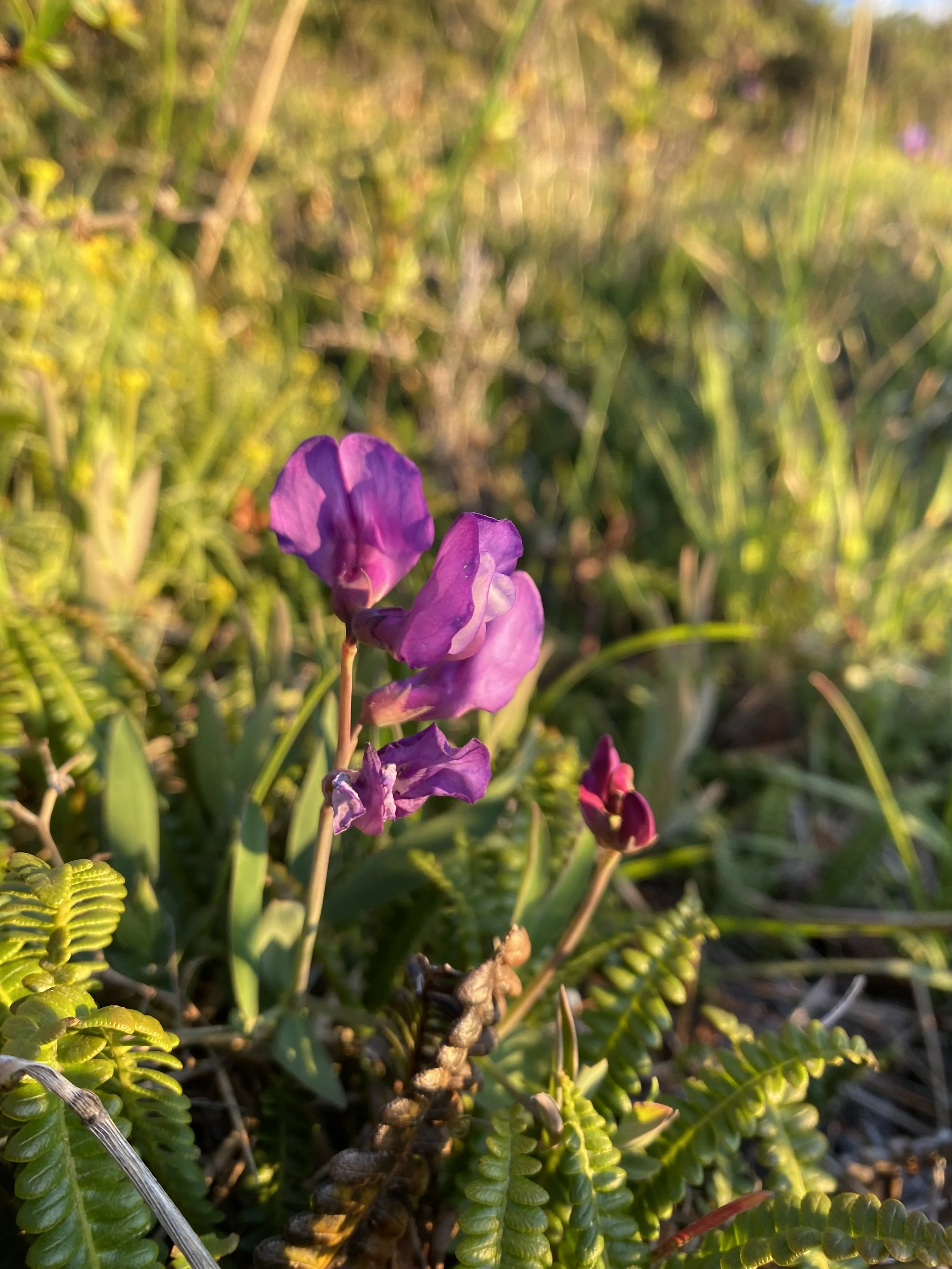 IMG_7361 2.jpeg