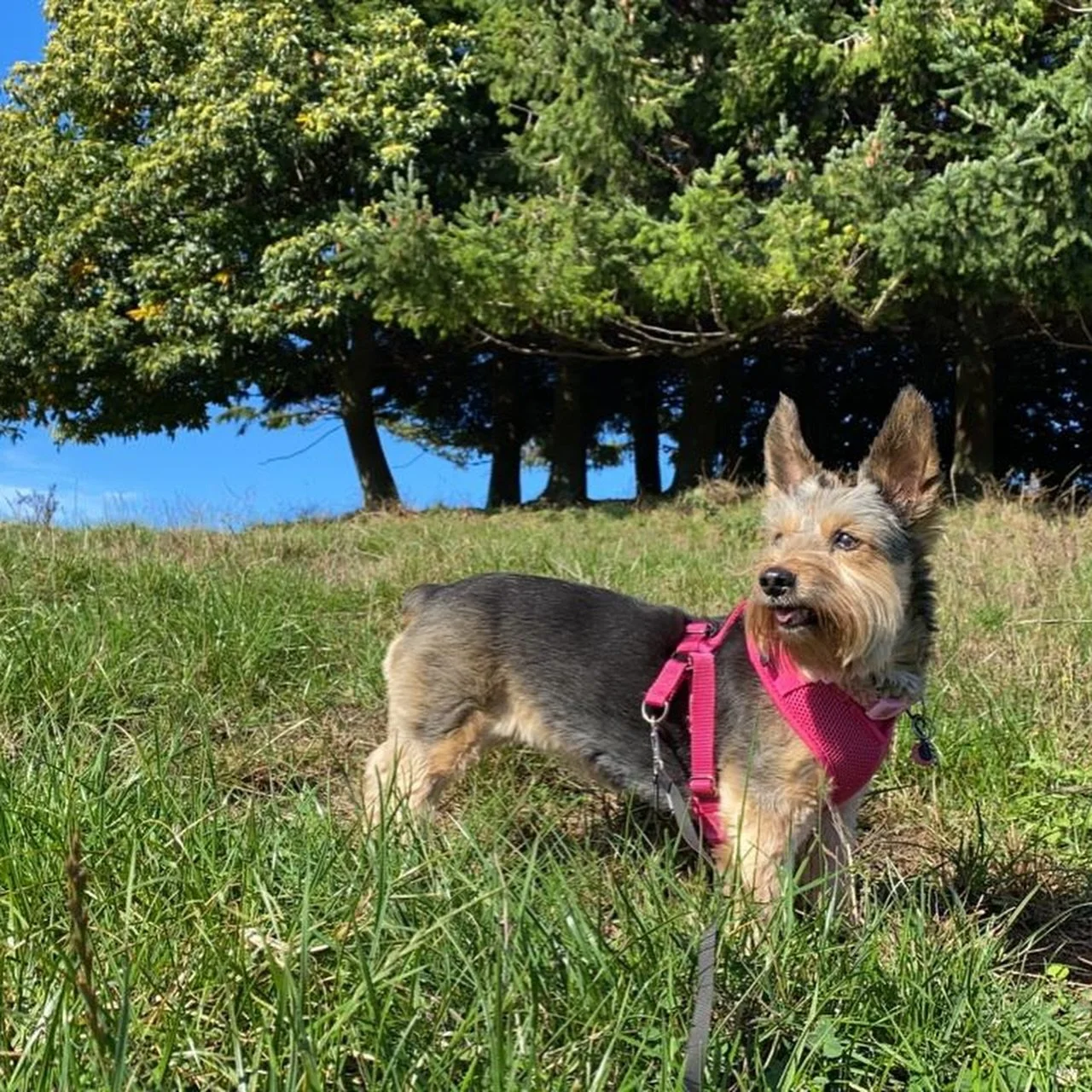 It&rsquo;s been now two years since we had to say goodbye 💚 and it still feels so raw. 

To think that when I rescued you, I never thought you would be for so long with us. I missed you so much for every year I was away. And I still feel sad for not