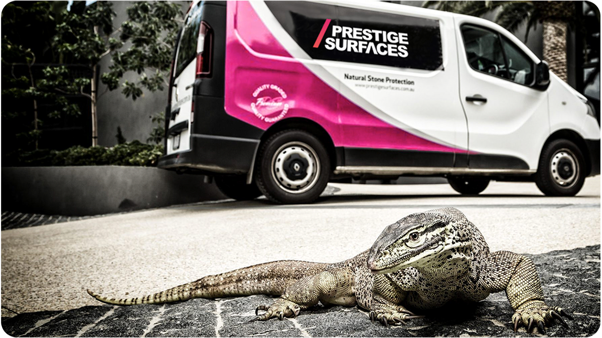 A large lizard with a long tail and patterned skin lying on the pavement in front of a white and pink van with advertising for surface protection.