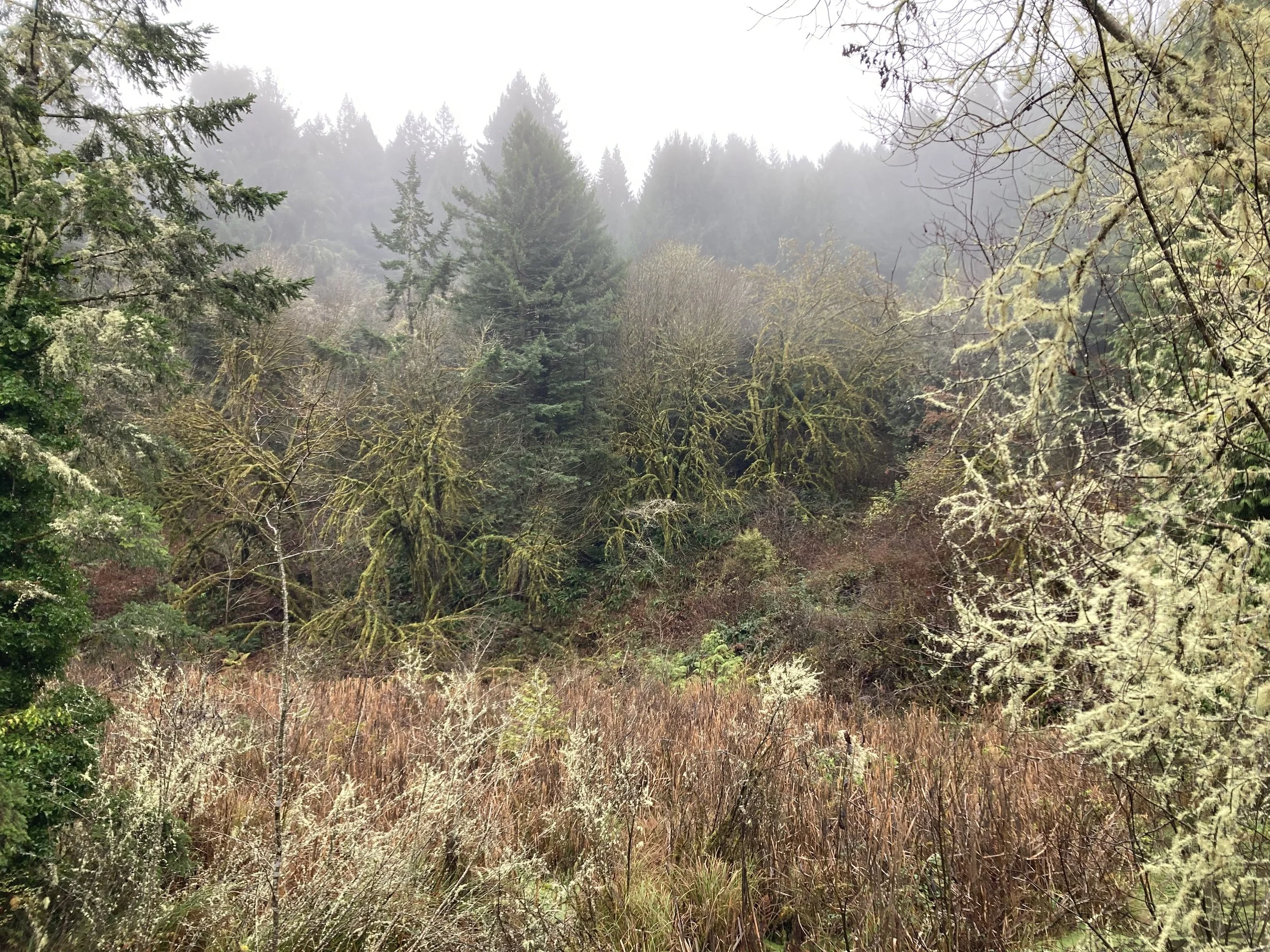 IMG_2010.jpeg