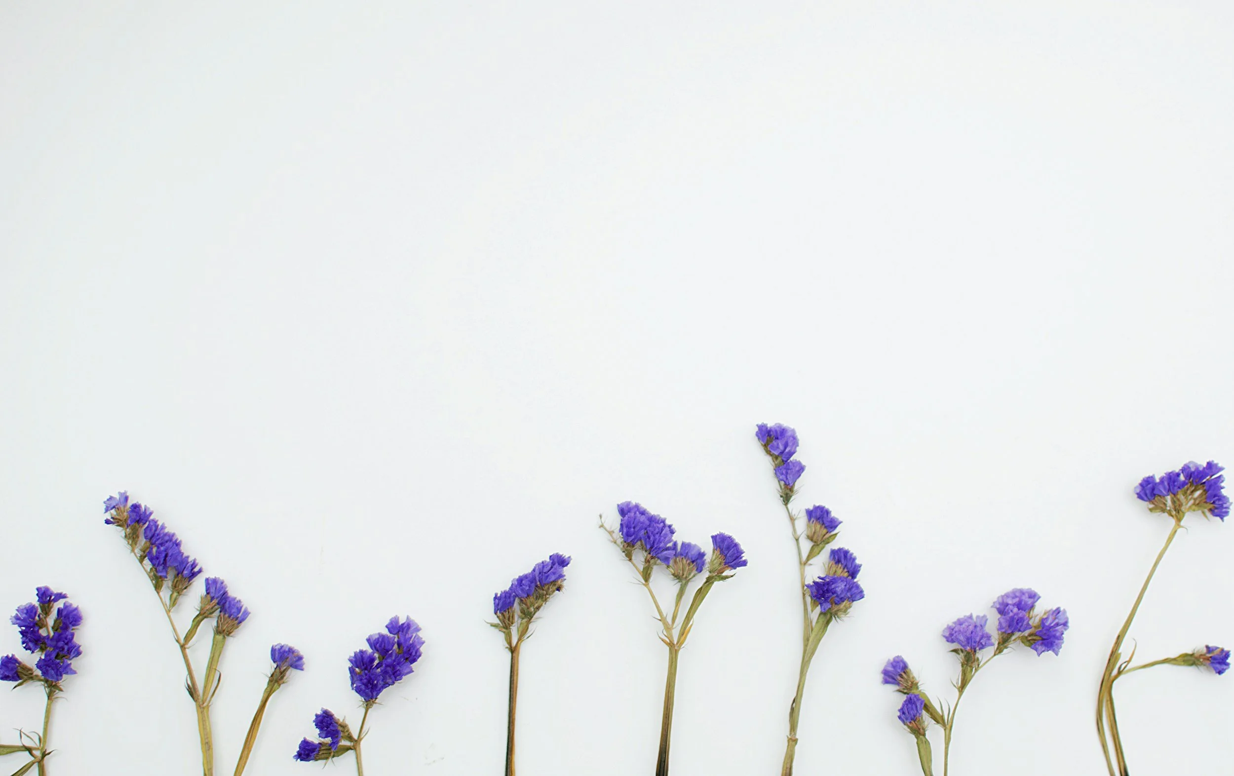 Several purple flowers with long green stems arranged along the bottom edge of a white background.