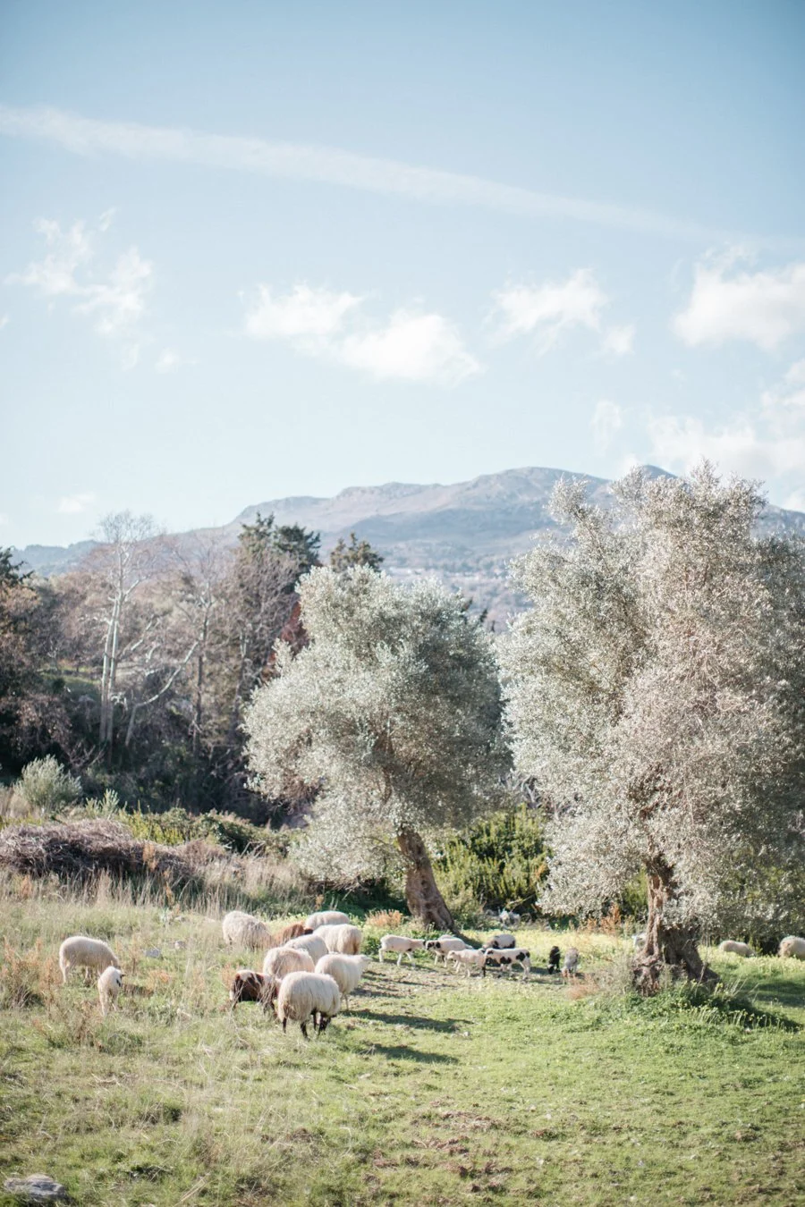 An_early_spring_wedding_inspiration_in_Cretan_highlands_00401.jpg
