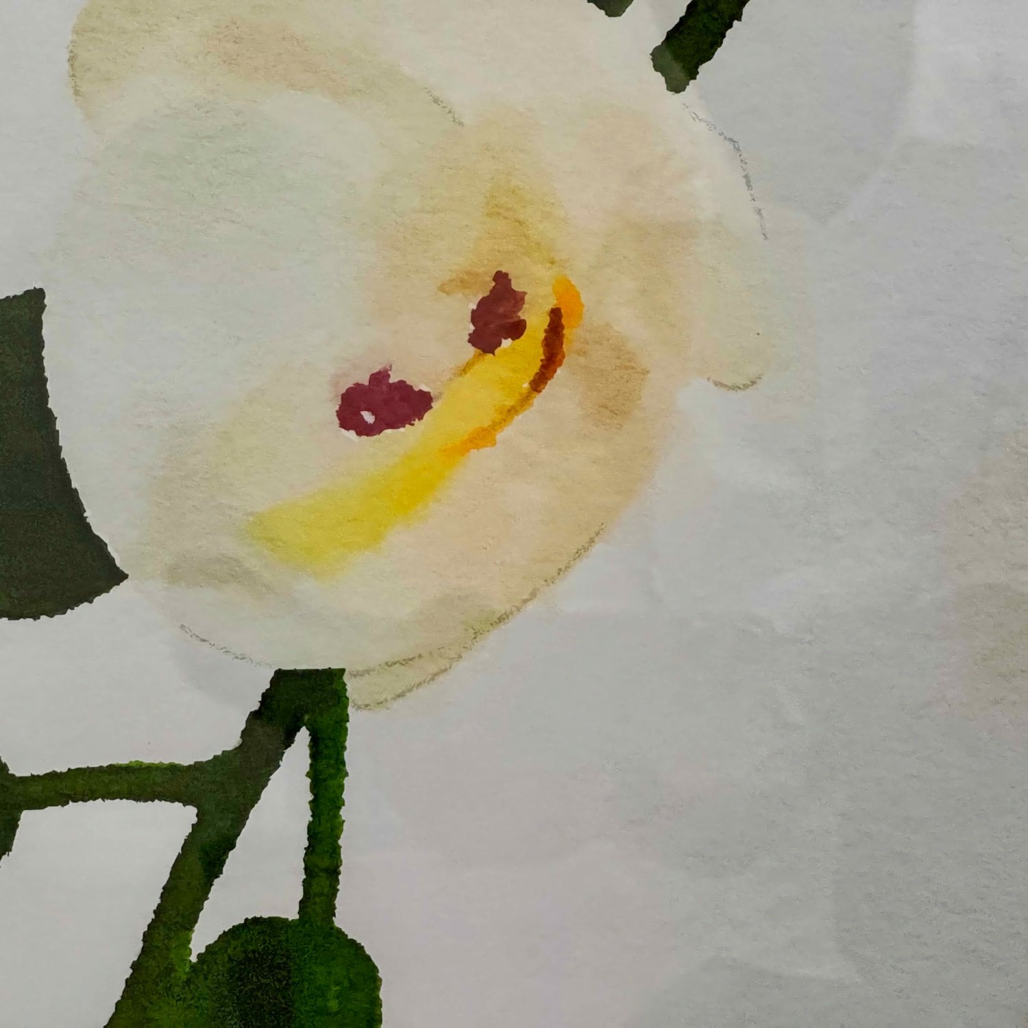 Soft flower background used at Remedy Pelvic Floor Clinic to create a calming, welcoming environment.