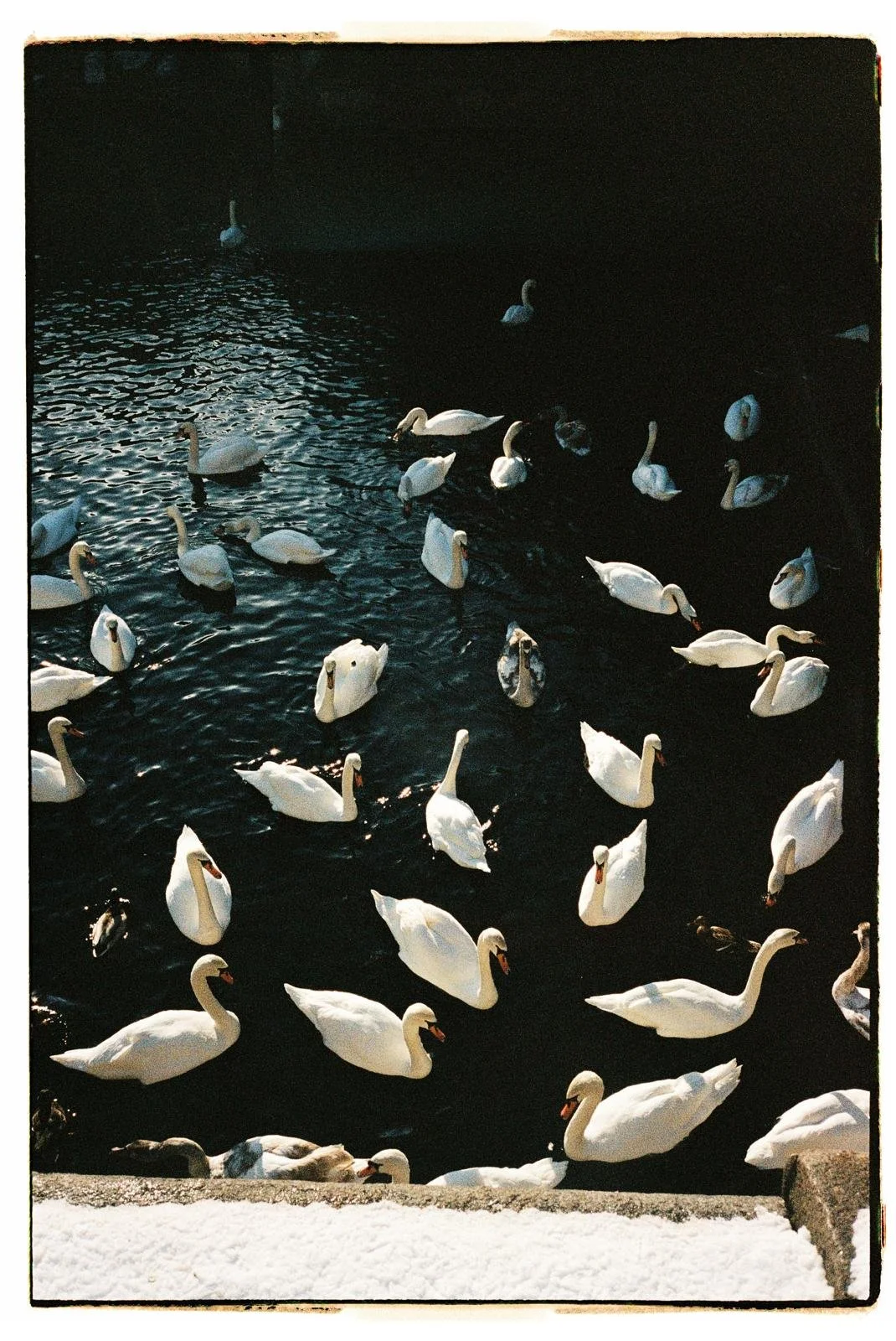 A group of white swans swimming in a dark body of water with some smaller ducks.