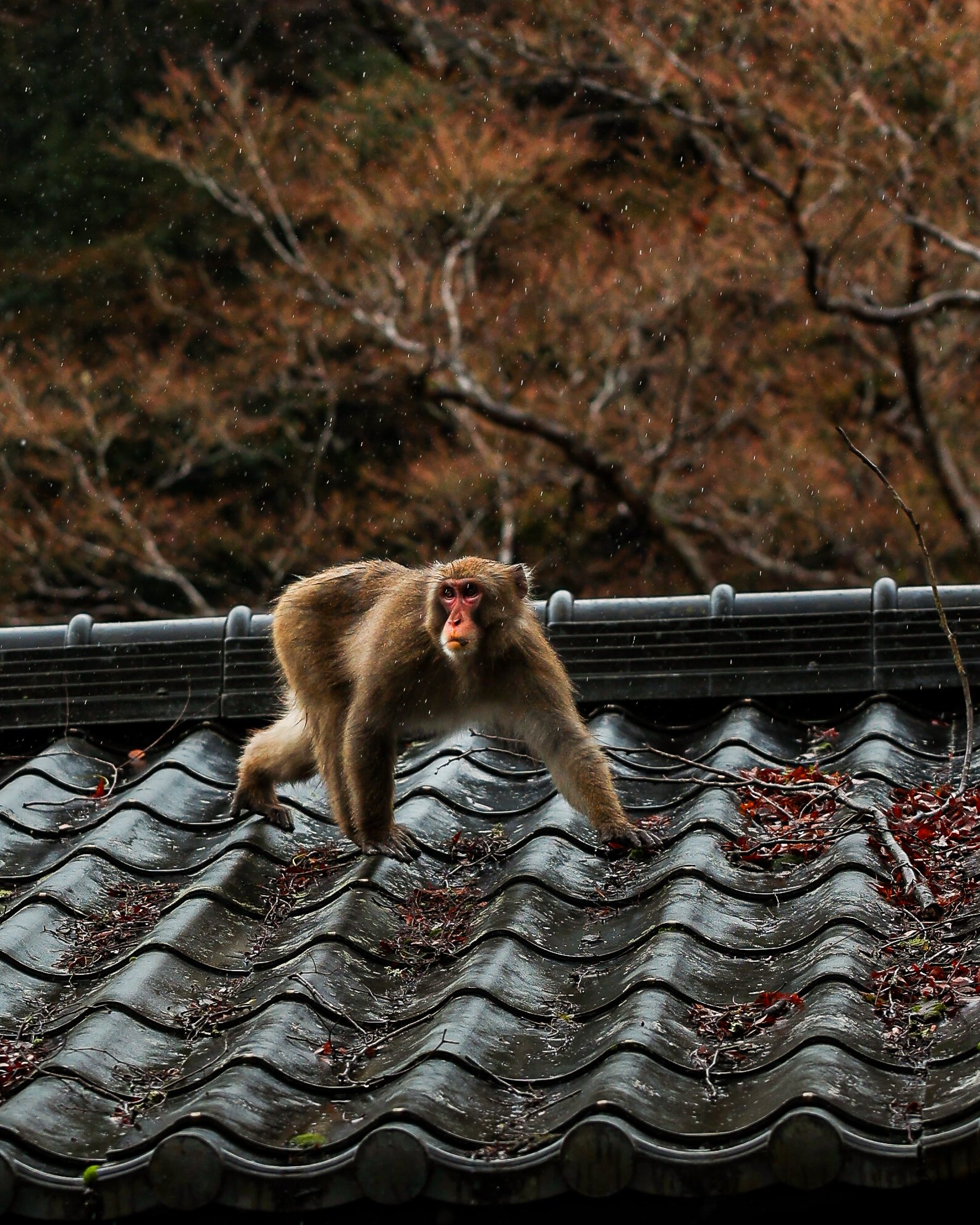 A monkey on a wet, dark tiled roof with autumn trees in the background.