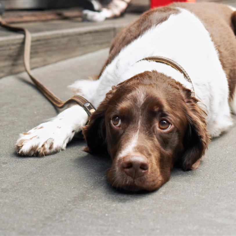 Ein brauner und weißer Hund liegt erschöpft auf dem Boden und schaut traurig.