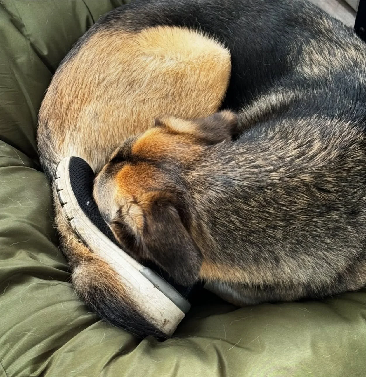😅 Schuhlover 🫶🏼👟 
Lieben eure Hunde es auch mit euren Schuhen zu kuscheln? 🤩😜