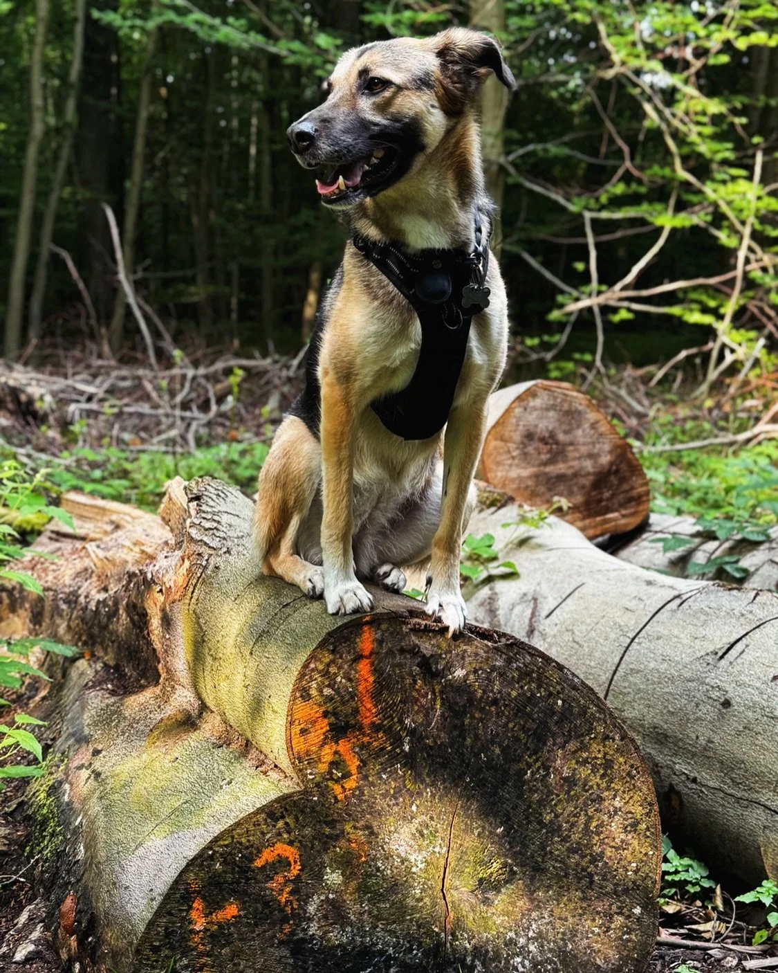 💚🌿 Ein kleiner Hinweis, mehr die Natur zu lieben und achtsamer zu sein. 🌿

Wenn ich einfach nur stur meinen Spaziergang gelaufen w&auml;re, h&auml;tte ich das vielleicht gar nicht bemerkt. Manchmal sind es die kleinen Dinge, die uns daran erinnern