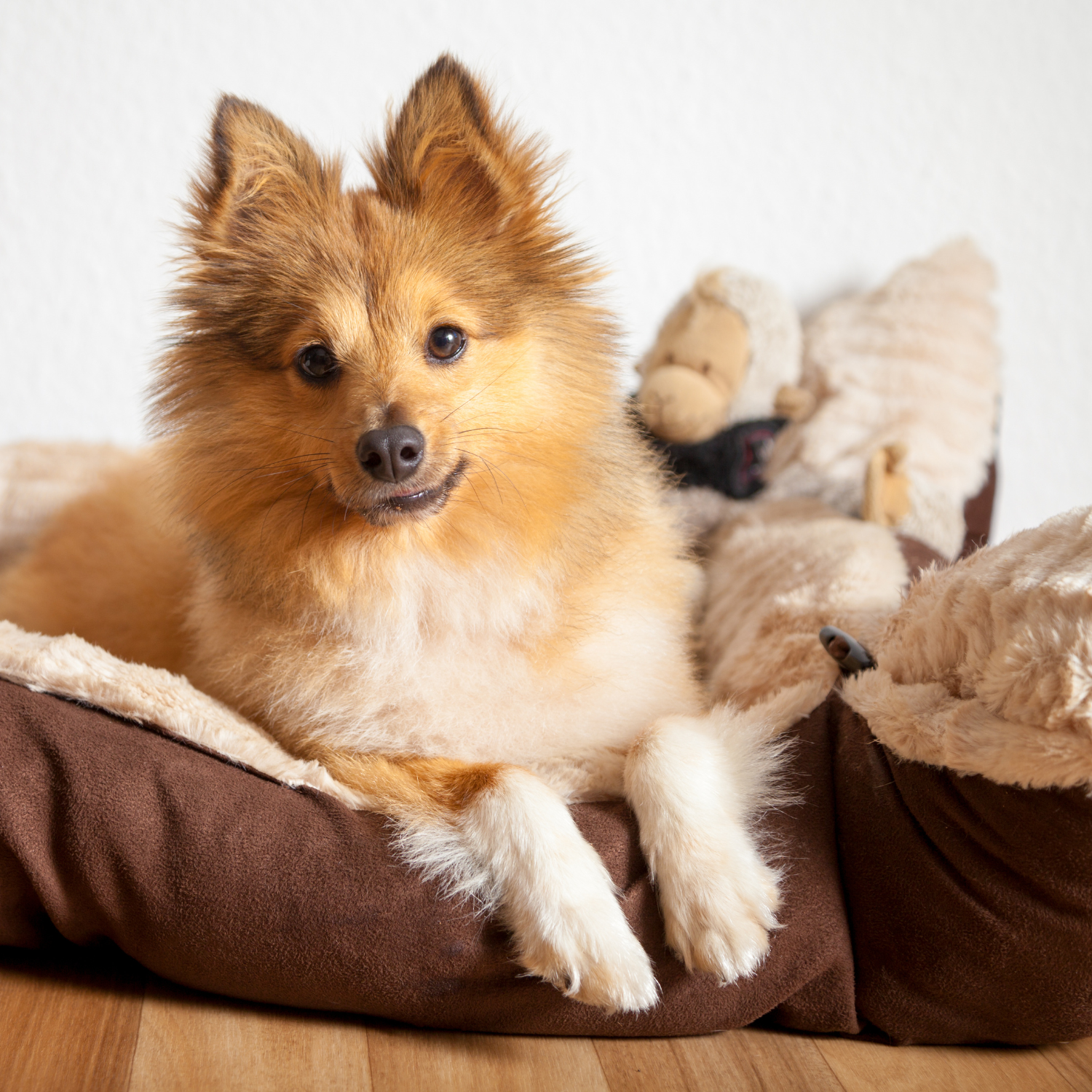 Ein niedlicher, braun-weißer Hund liegt in einem weichen, braunen Hundebett, umgeben von Spielzeugen.