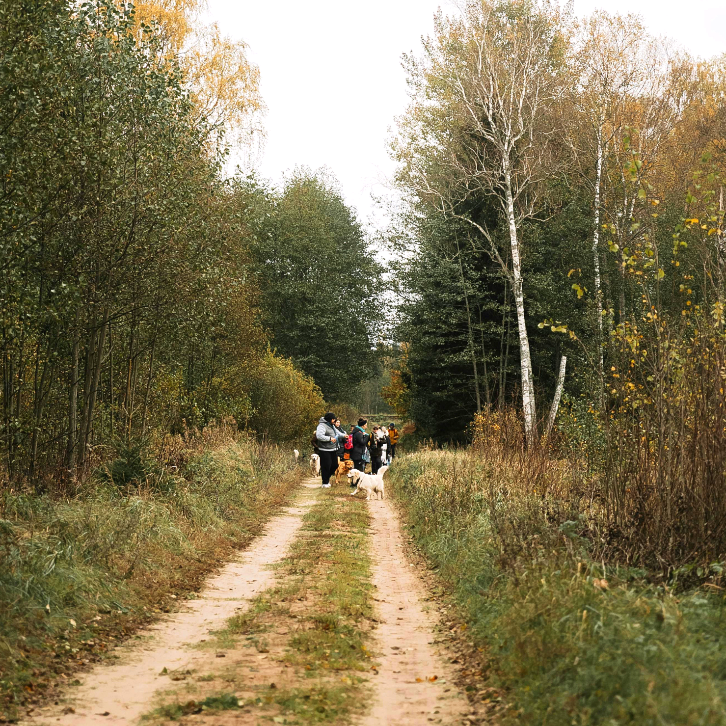 Gruppen von Menschen mit Hunden auf einem Waldweg im Herbst.