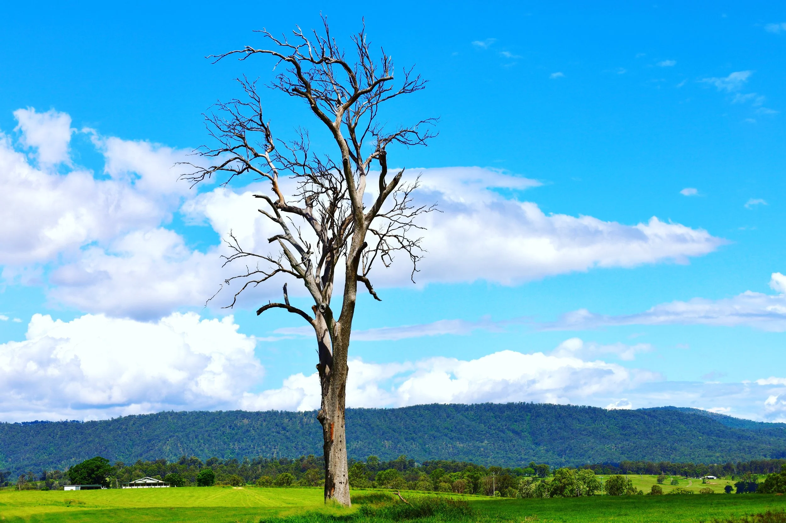 The tree that stood tall, Scenic Rim in December 2021