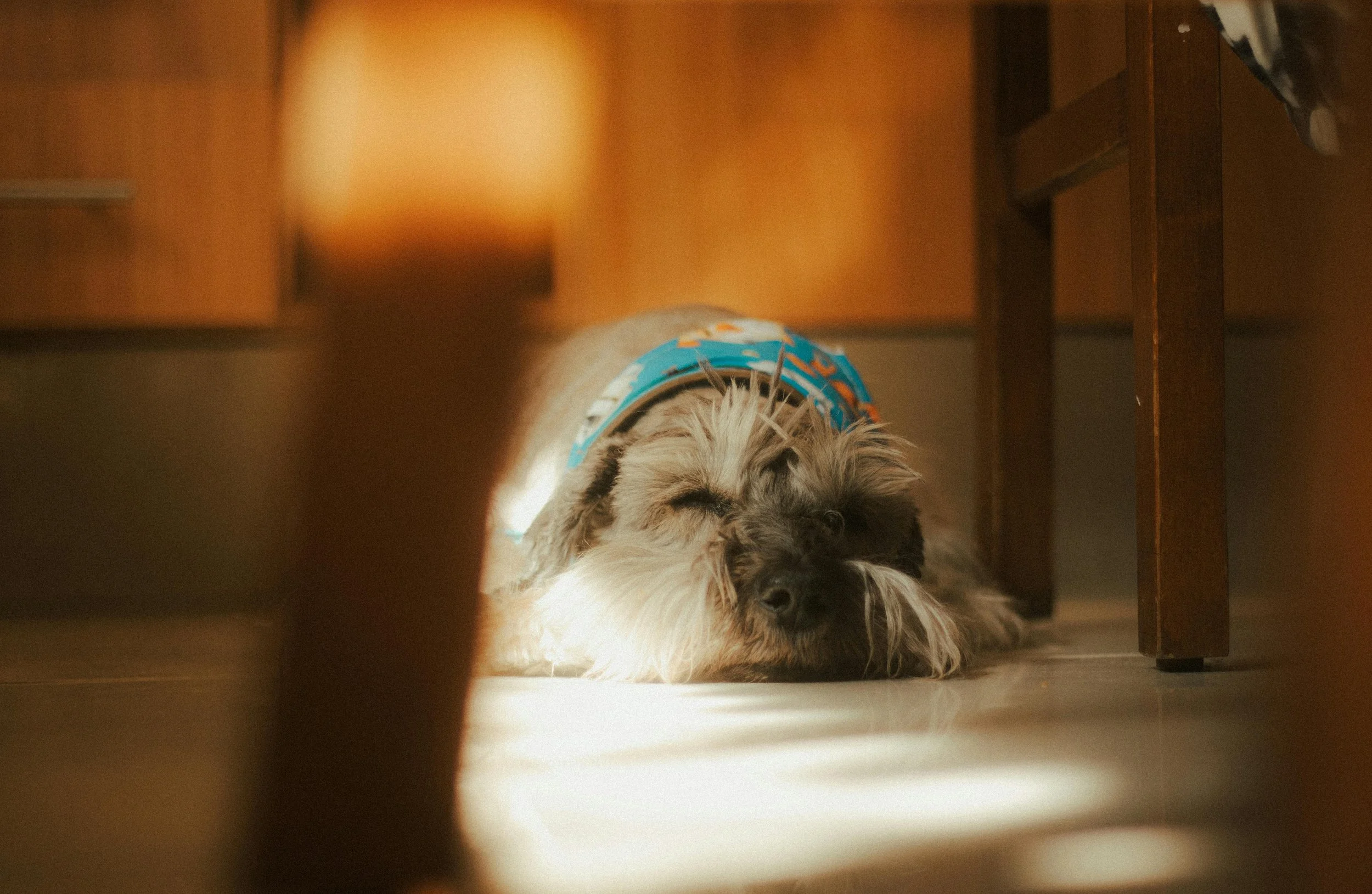 Top 10 Pet Memorial Ideas to Relieve Your Grief of Loss