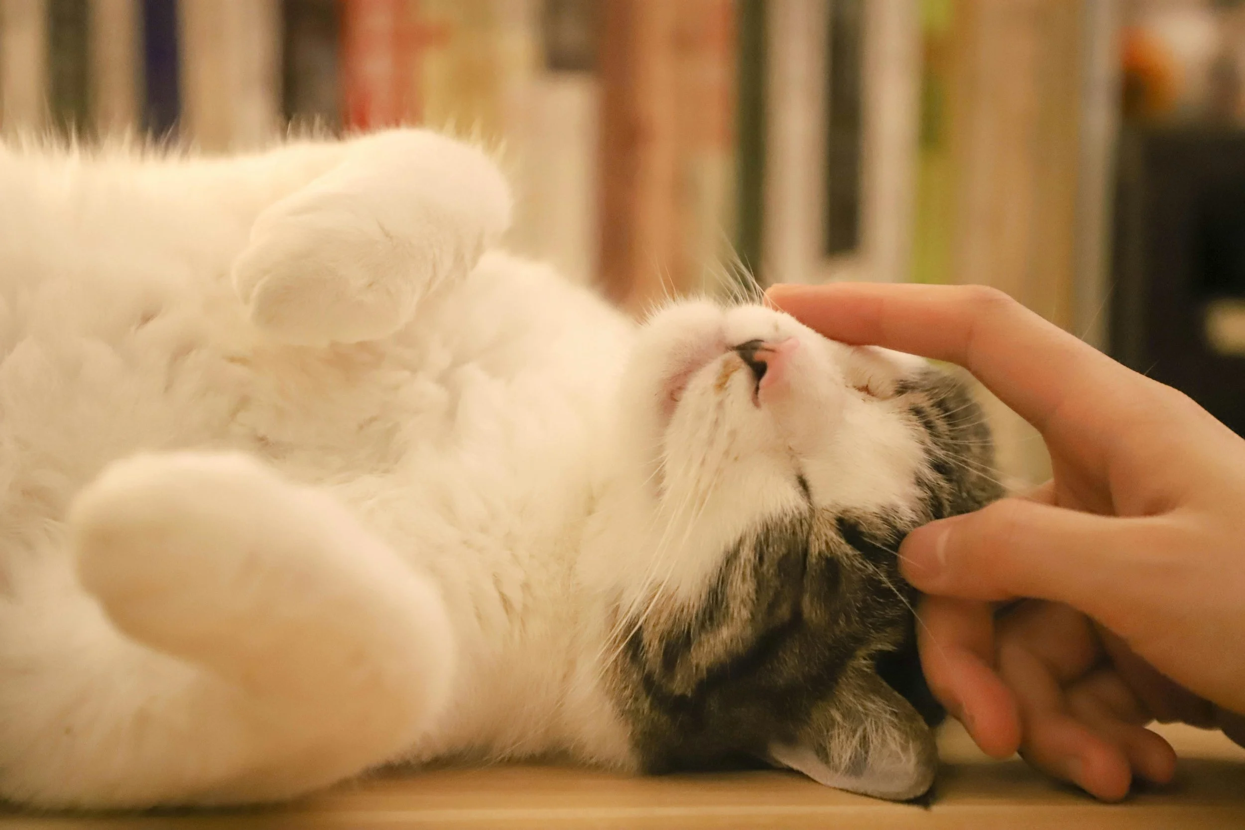 How Much Does a Cat Cremation Cost?