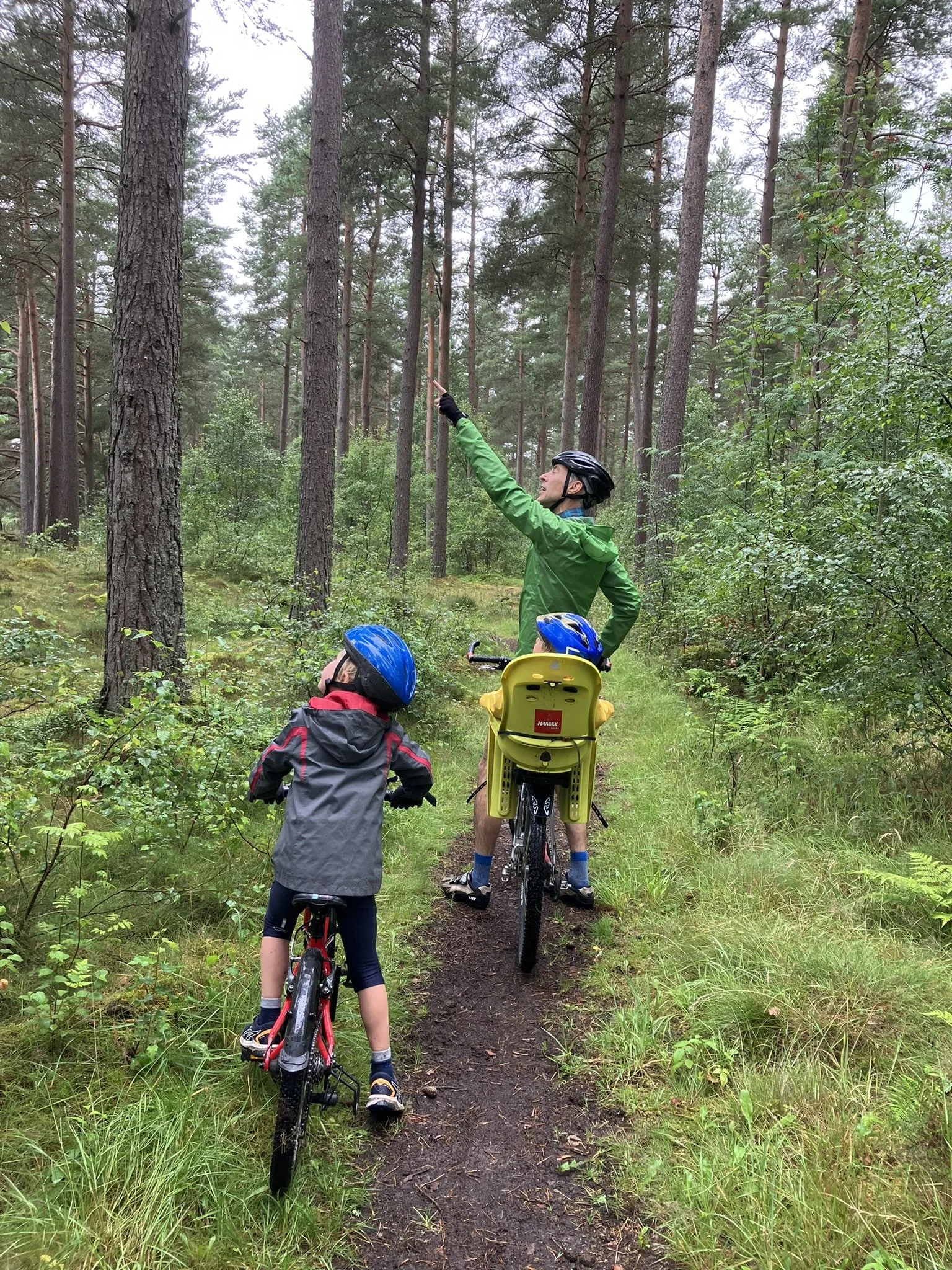 Explore Bell Wood, Aboyne: A Family-Friendly Woodland Adventure