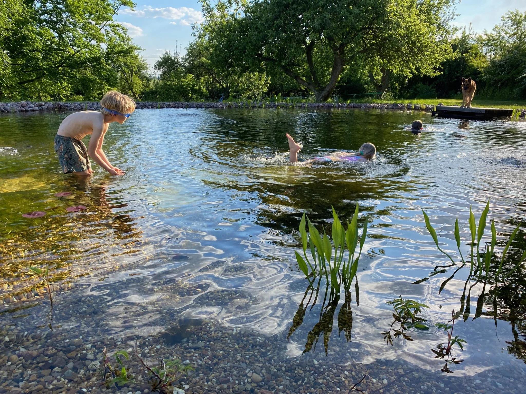 Children swimming and playing in a natural swimming pond surrounded by trees with a dog watching from the bank.