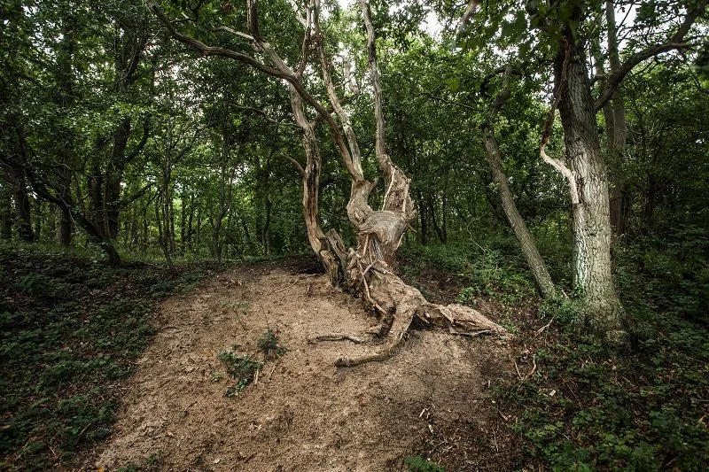 Verwonderd Duin (2).jpg