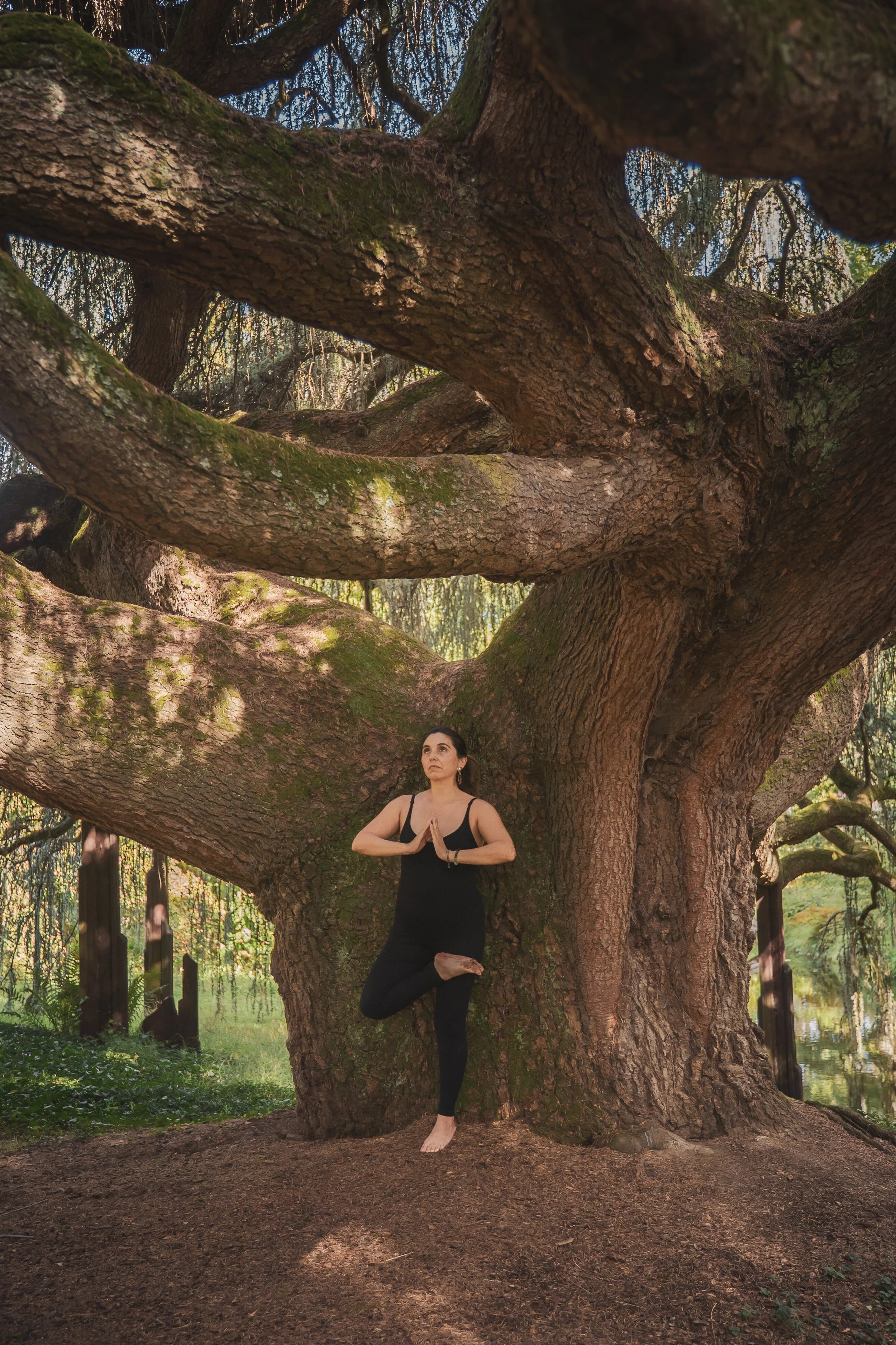 A woman practicing yoga in tree pose next to a large, sprawling tree with thick branches and green moss in a park.
