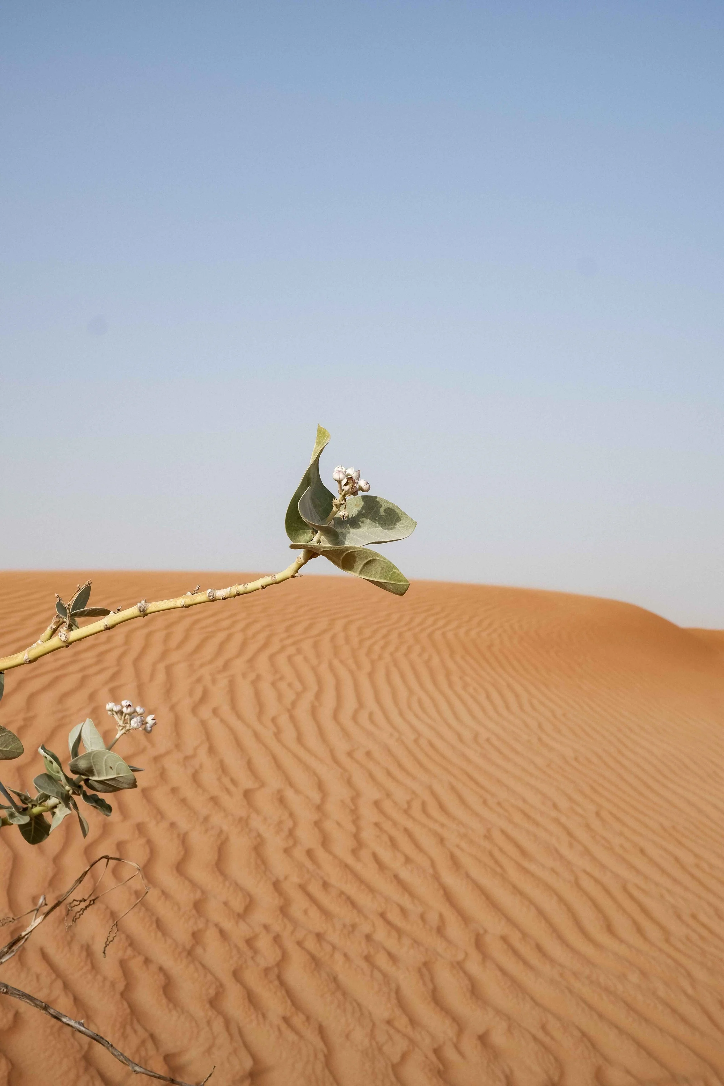 Desert Echoes Dubai desert 08-2022-53 web.jpg