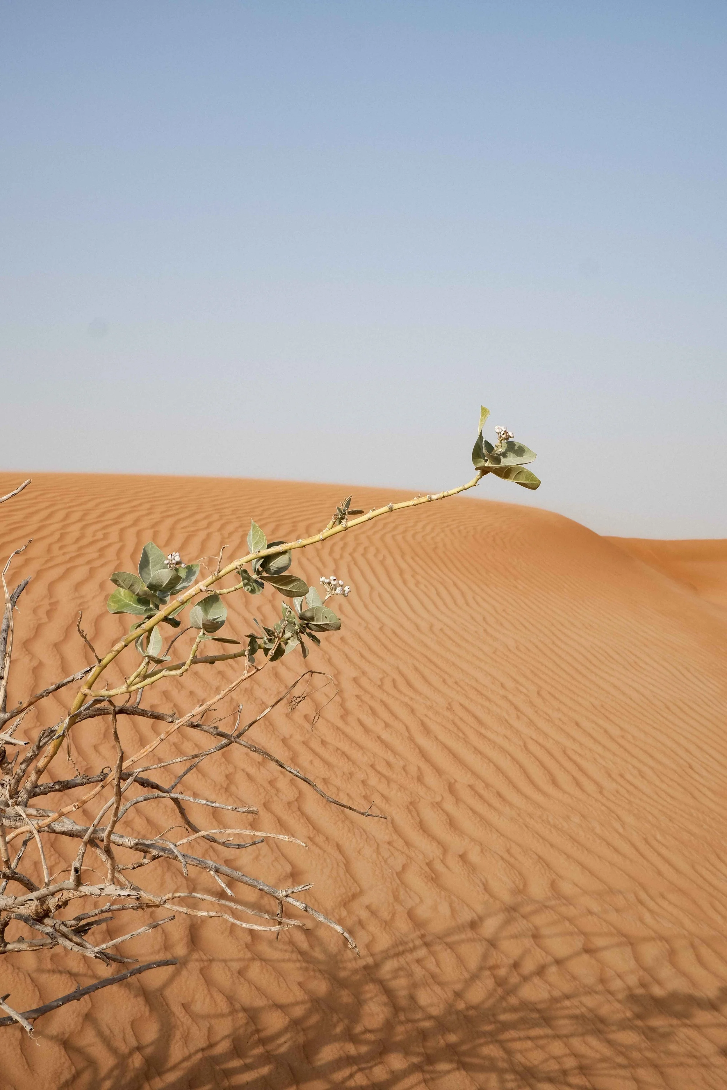 Desert Echoes Dubai desert 06-2022-51 web.jpg